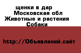 щенки в дар... - Московская обл. Животные и растения » Собаки   